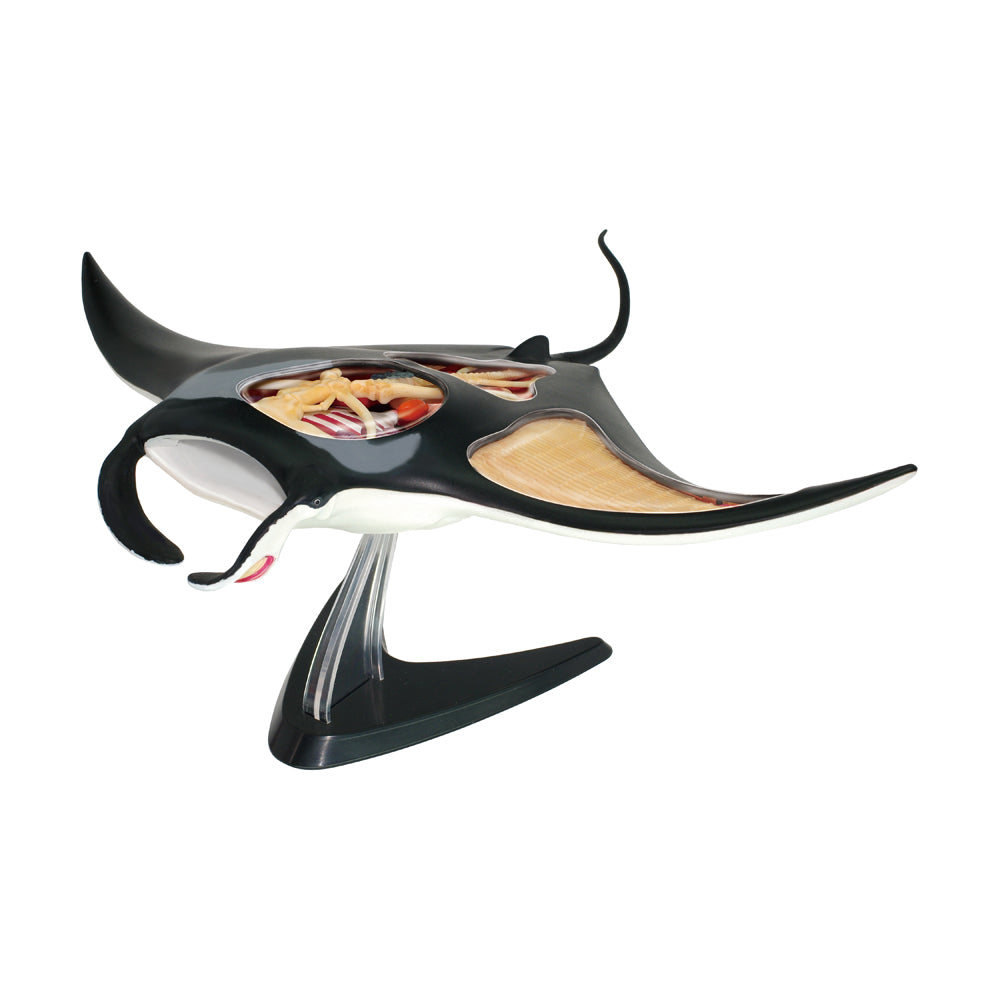 Alternative view of 4D Master Manta Ray Anatomy Model Kit