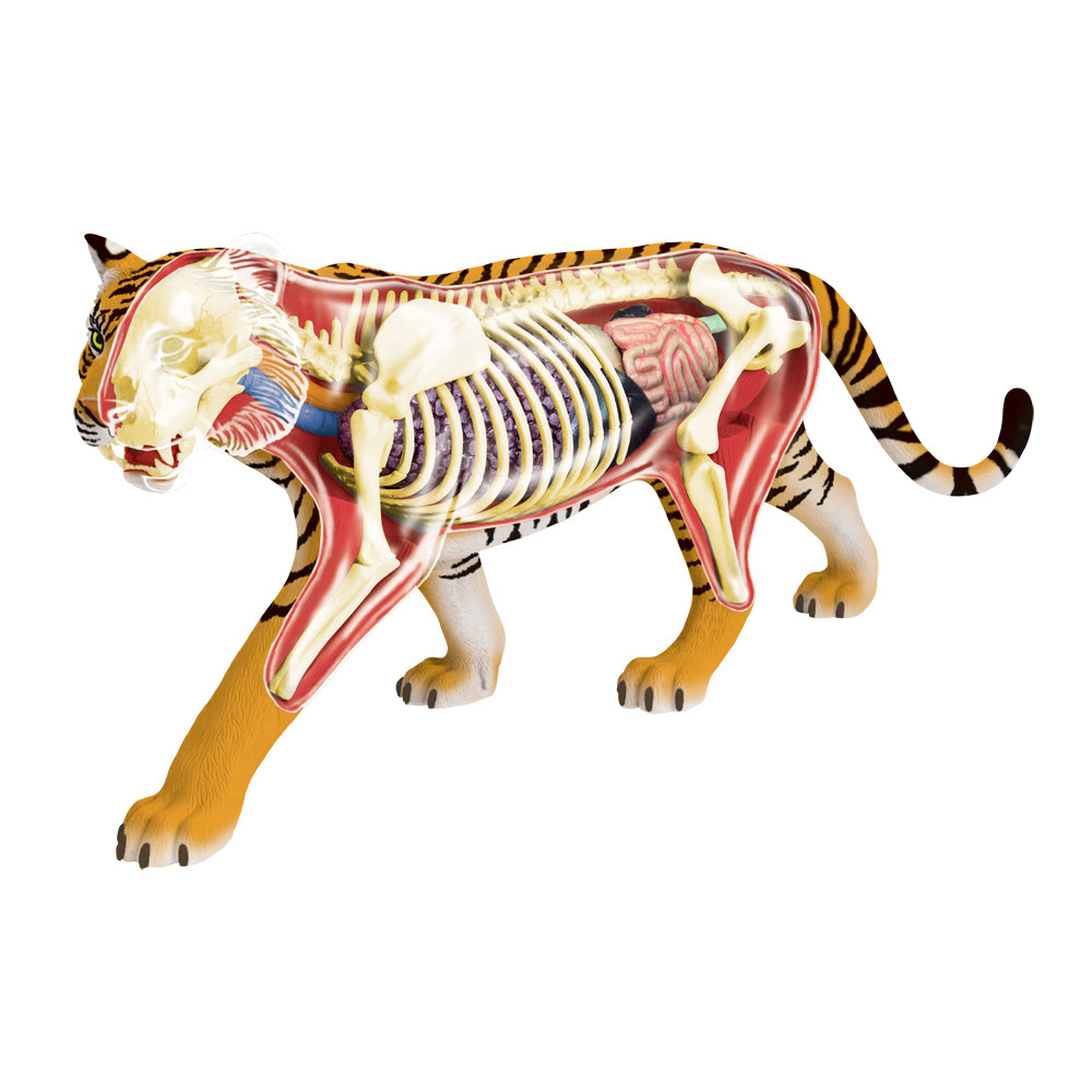 Alternative view of 4D Master Tiger Anatomy Model Educational Kit