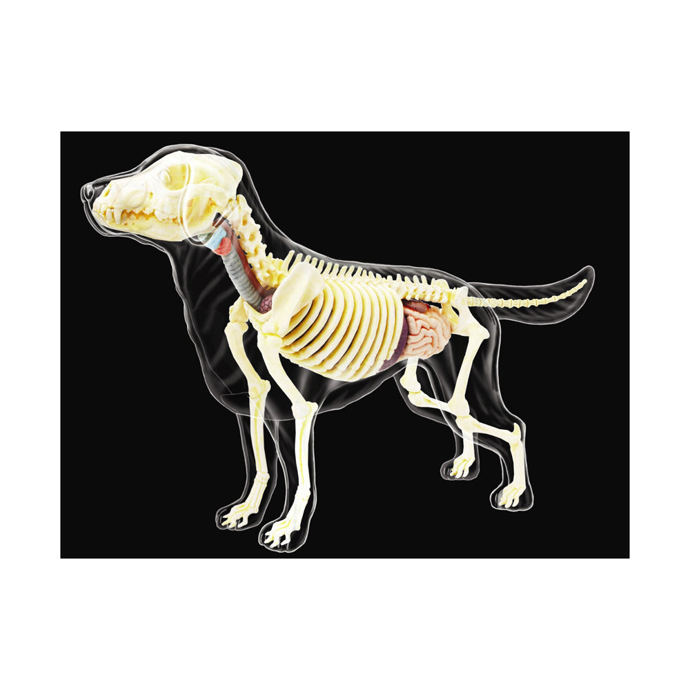 Alternative view of 4D Master Vision - Full Skeleton Dog Model - Educational Anatomy Kit