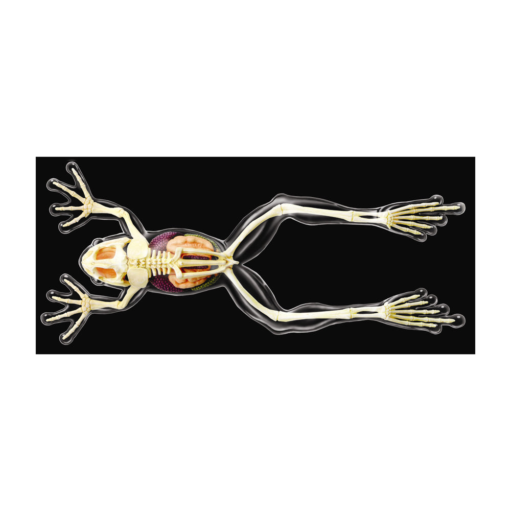 Alternative view of 4D Master Full Skeleton Frog Model Anatomy Kit