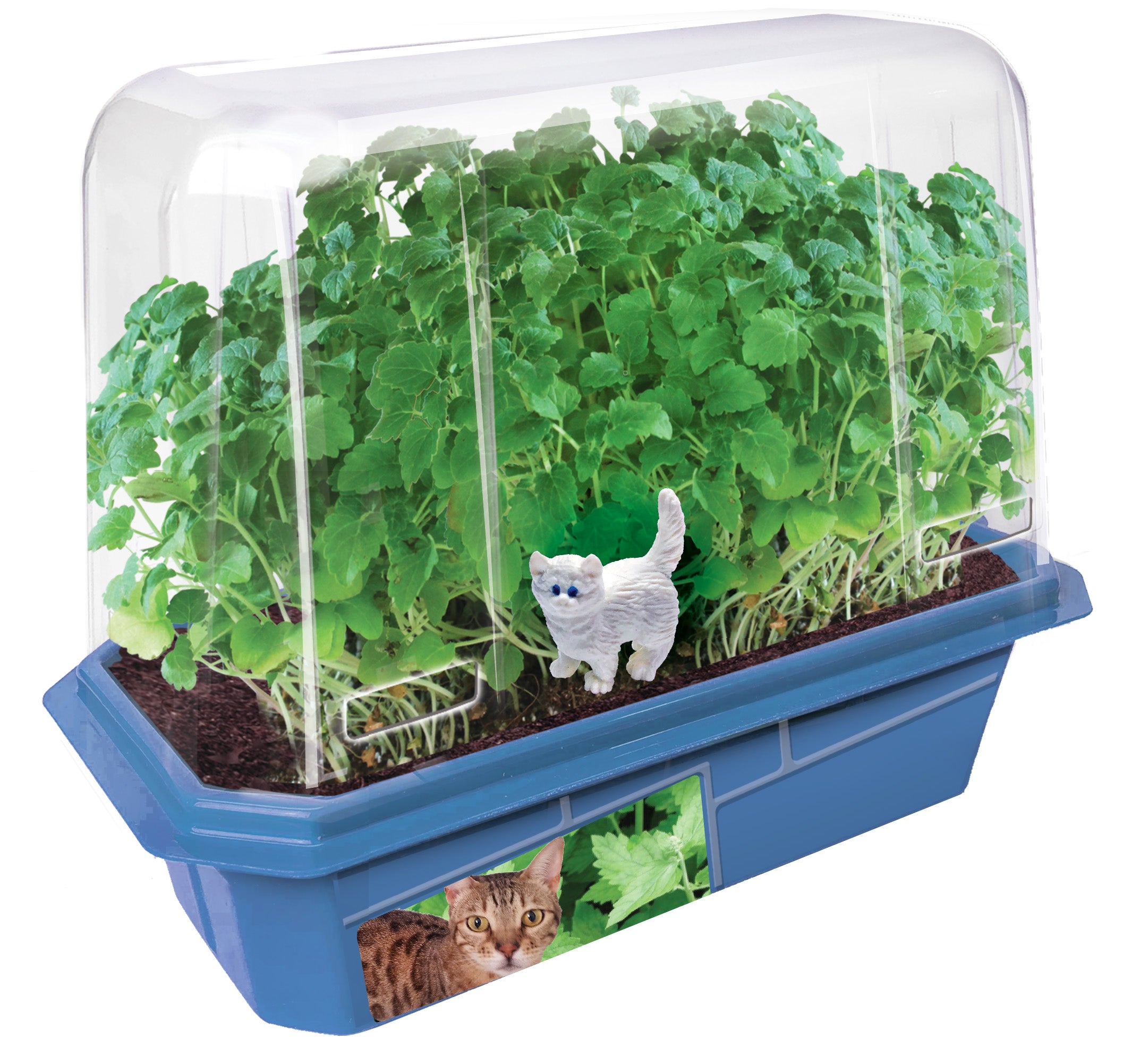 Alternative view of Crazy Cat Plant - Ultimate Catnip Growing Kit - Eco-Friendly