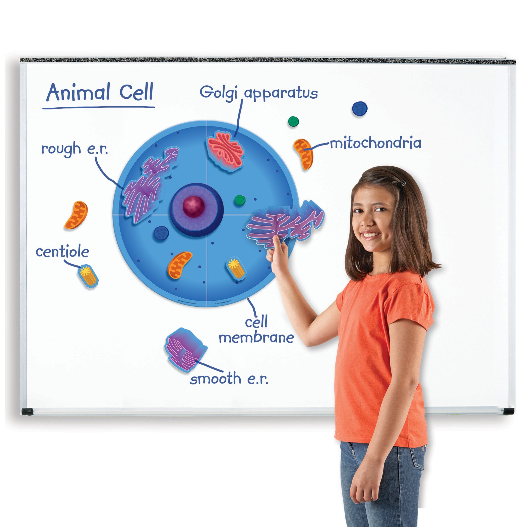 Learning Resources Giant Magnetic Animal Cell Model - Educational Toy - Image 3