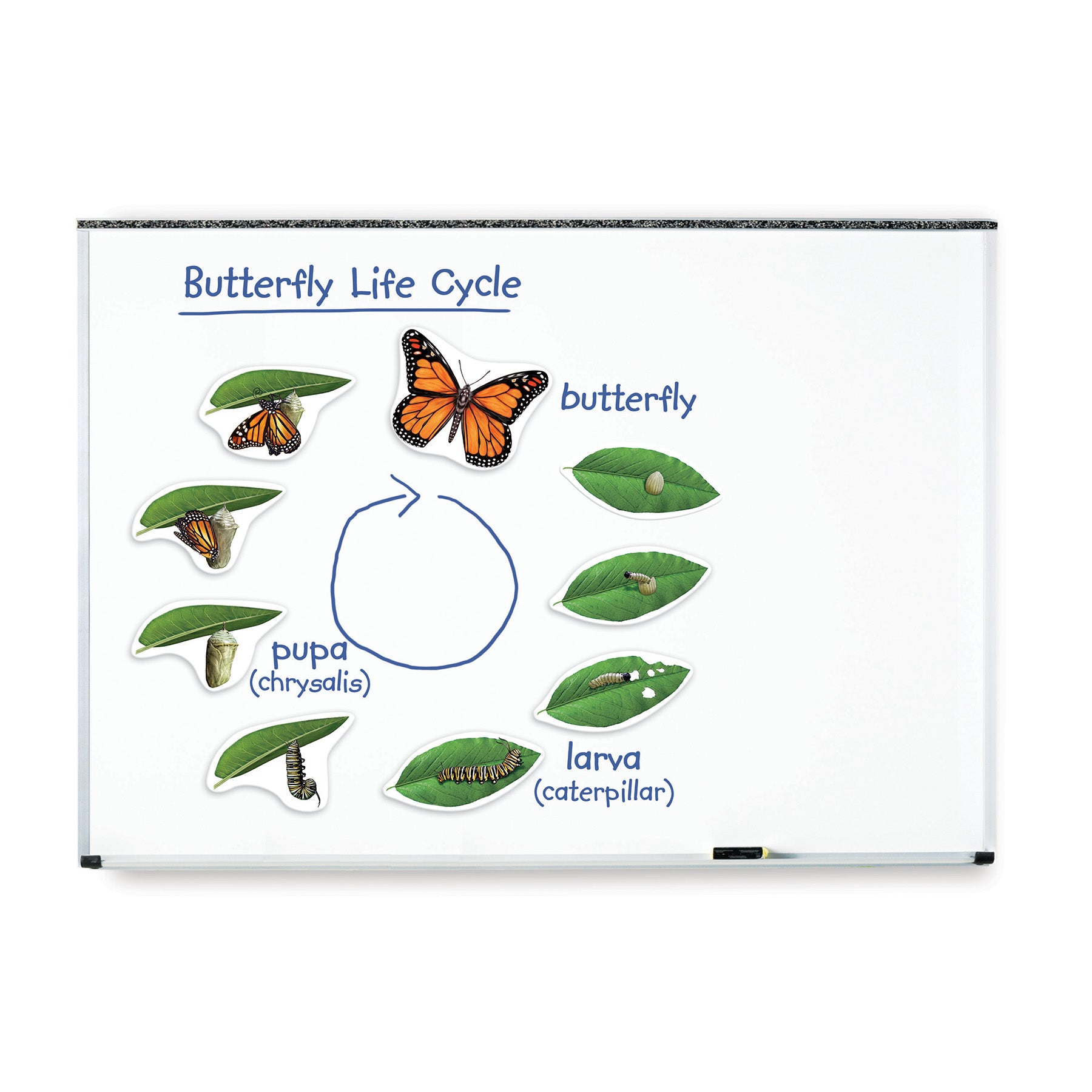 Alternative view of Learning Resources Giant Magnetic Butterfly Life Cycle - Interactive Set of 9