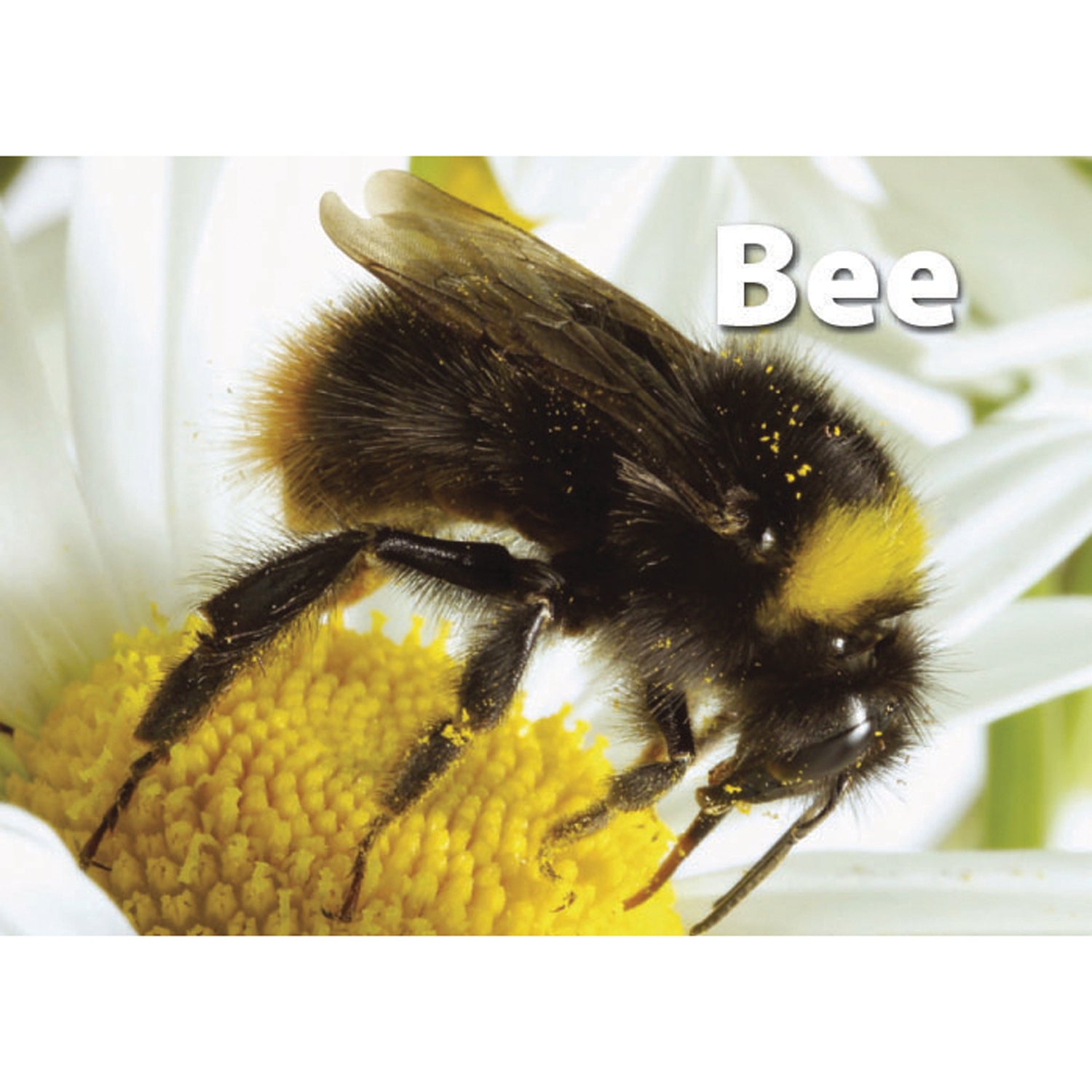 Stages Learning Materials - Memory Matching Game - Insects & Bugs - 3 Pack - Image 8