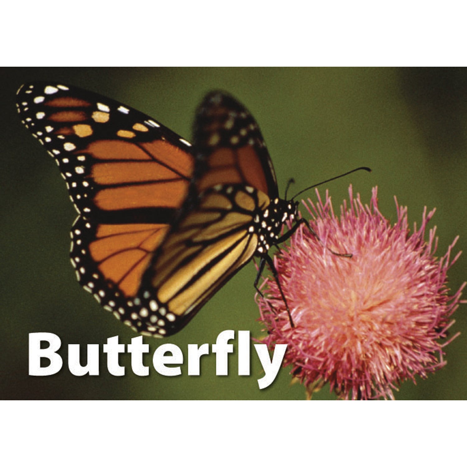 Stages Learning Materials - Memory Matching Game - Insects & Bugs - 3 Pack - Image 9