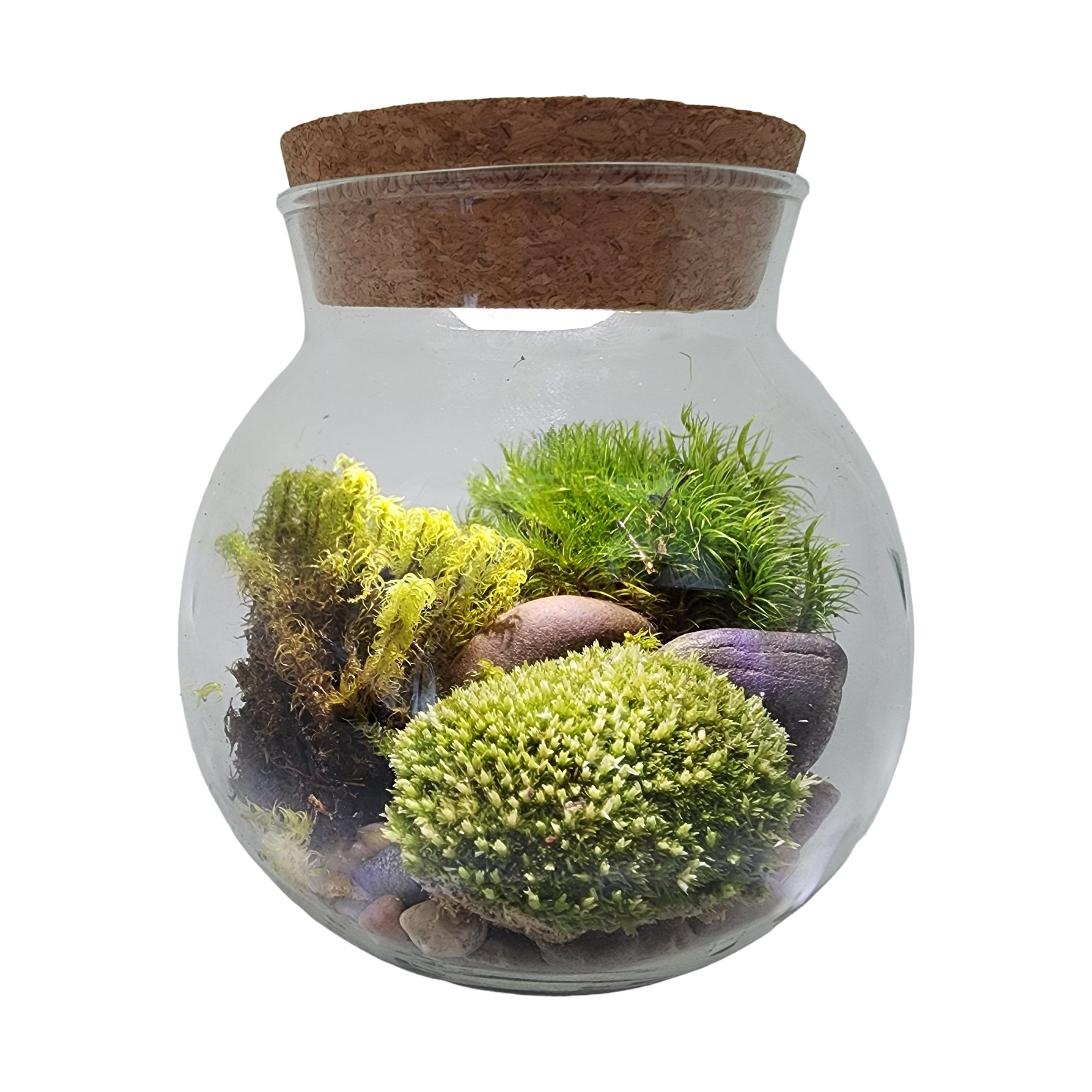 MossBowl - Cultivate Your Personal Green Zen Space - Image 4