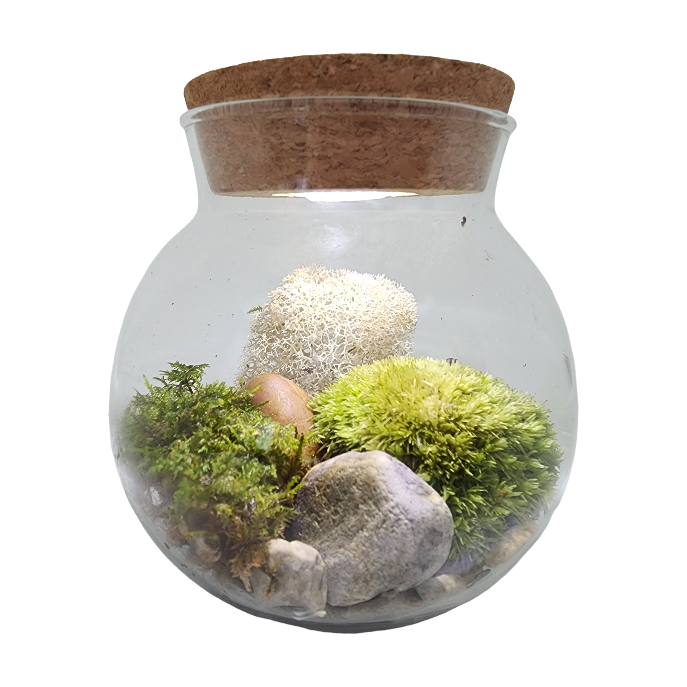MossBowl - Cultivate Your Personal Green Zen Space - Image 5