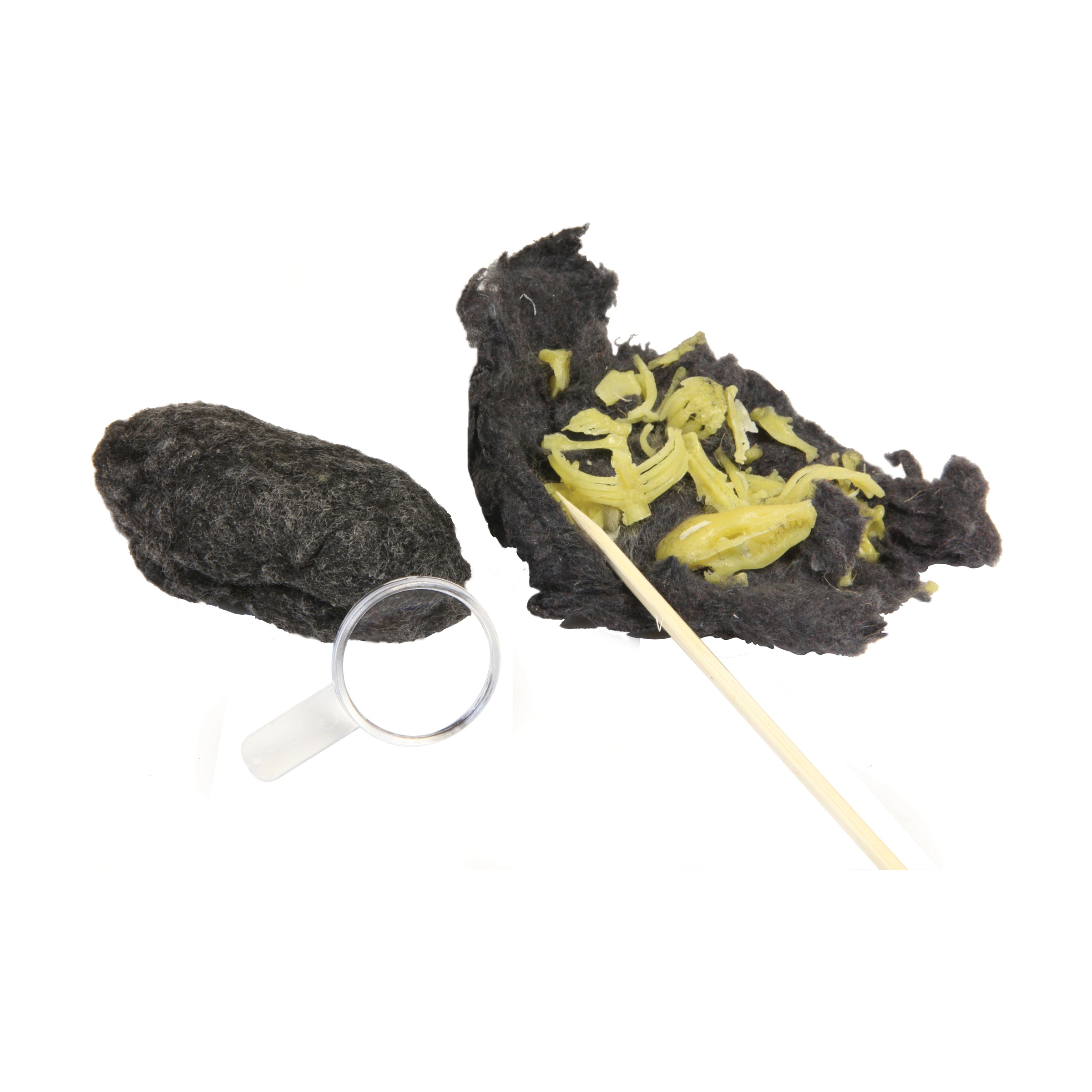 Alternative view of Exploratory Owl Puke Dissection Science Kit